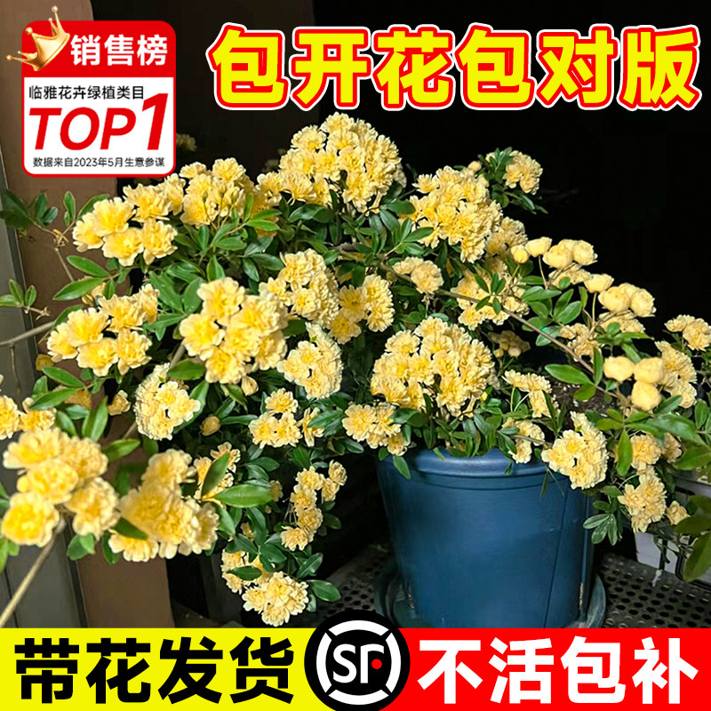 速发黄木香盆栽爬藤老物花卉大苗院桩重瓣白木香台庭植四季开花