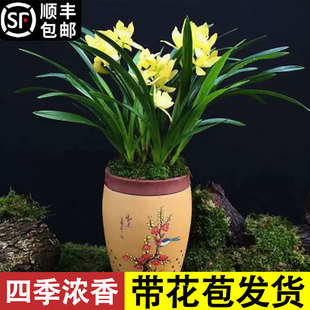 速发兰花苗盆栽带花苞发货名兰香贵四季开花室内外大花卉绿植