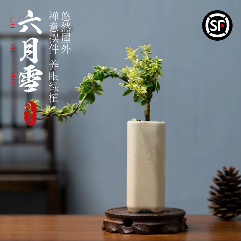 速发六月雪盆景老桩小盆栽悬崖室内客厅装摆件物饰植中式茶室桌面
