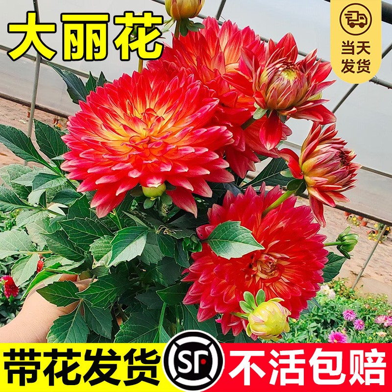 速发重瓣大丽花盆栽带花开四季苞花台庭院好养丽花卉植物小活菊花