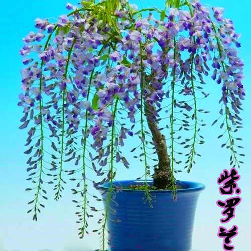 速发庭院花栽四萝藤室内外盆卉植物绿季台爬紫藤花围墙开花紫藤