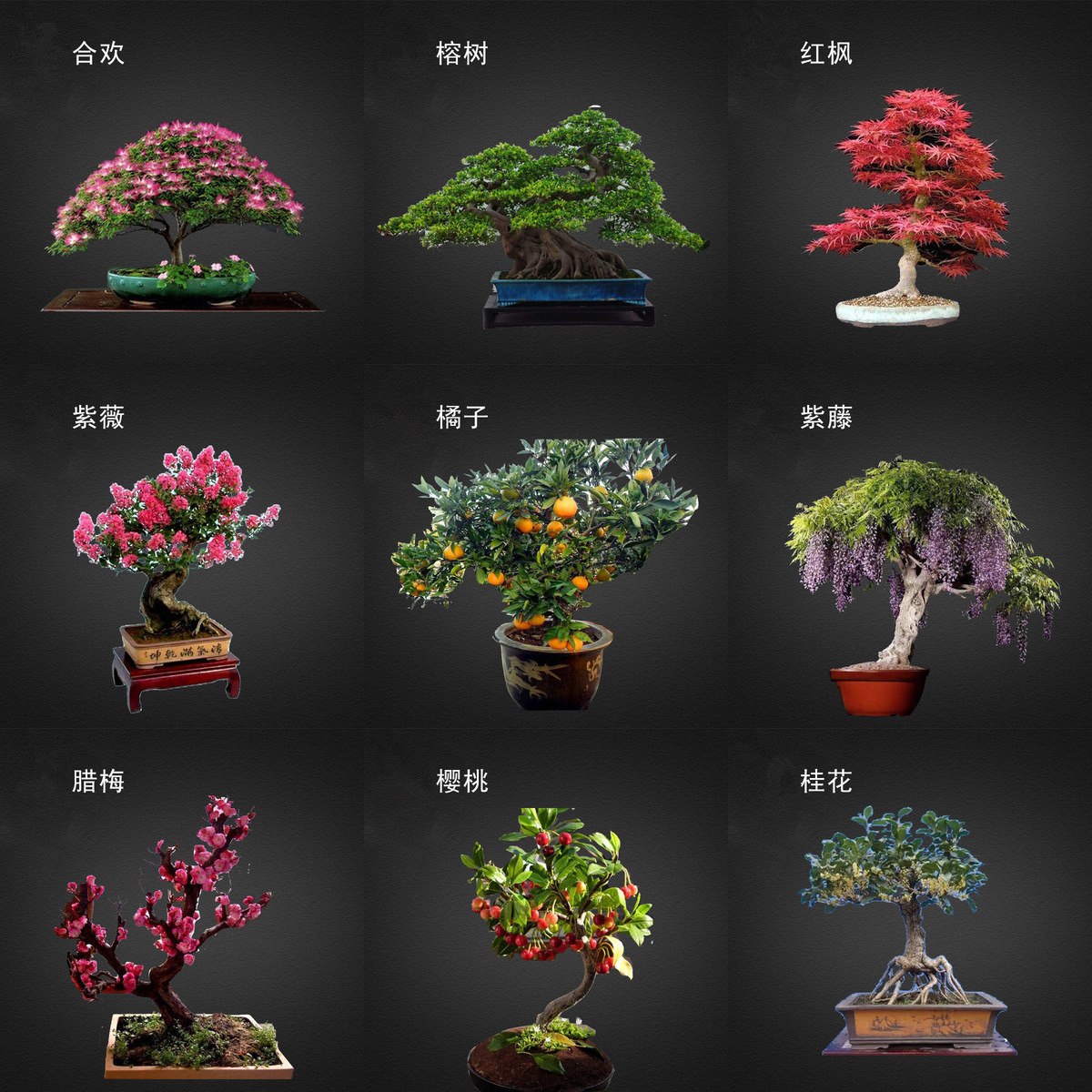 速发盆景花卉种罗花室内四栽植物孑汉松红枫榆树榕树腊梅盆季易活