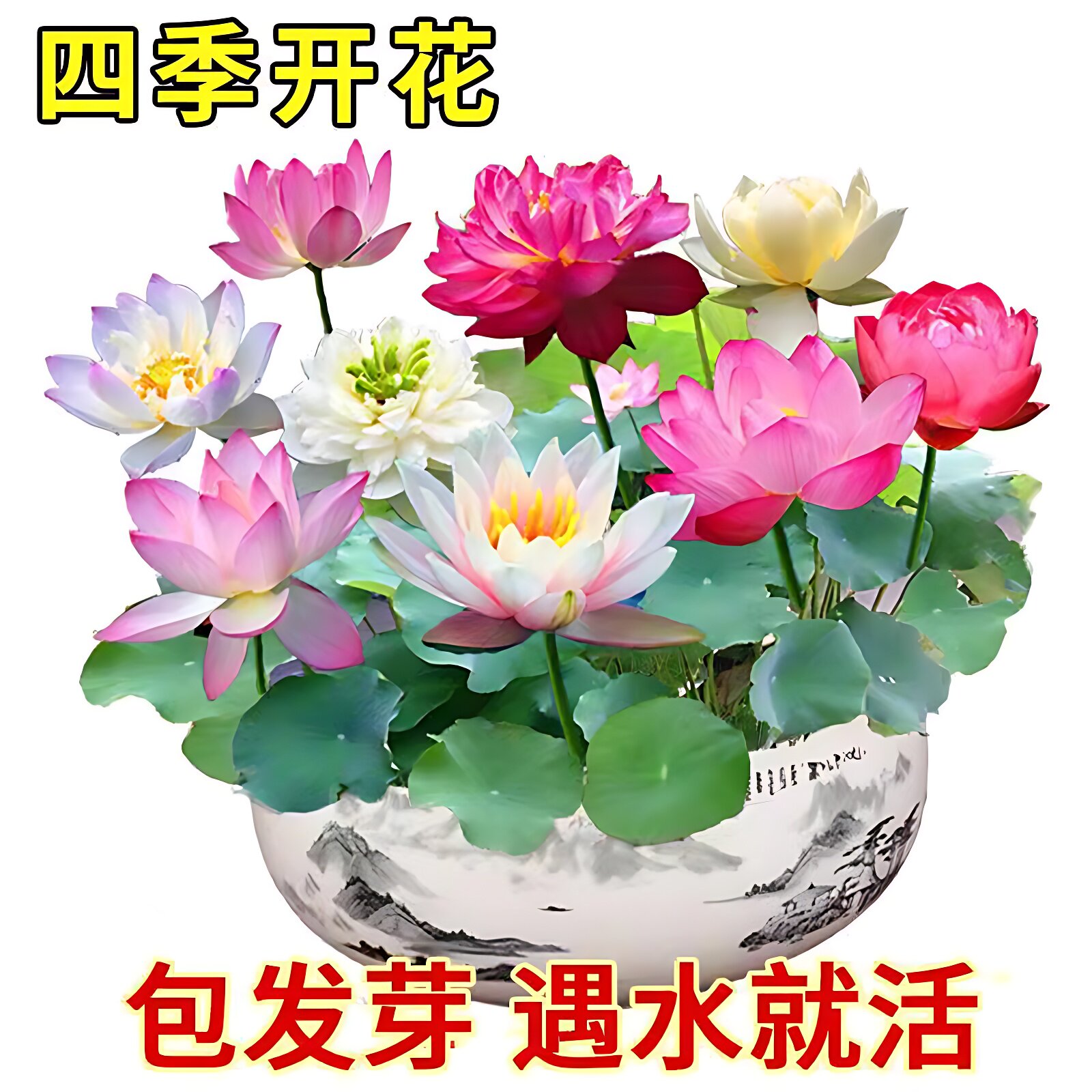速发七彩碗莲水景植物睡莲台季无土水培花卉鱼缸造培四盆