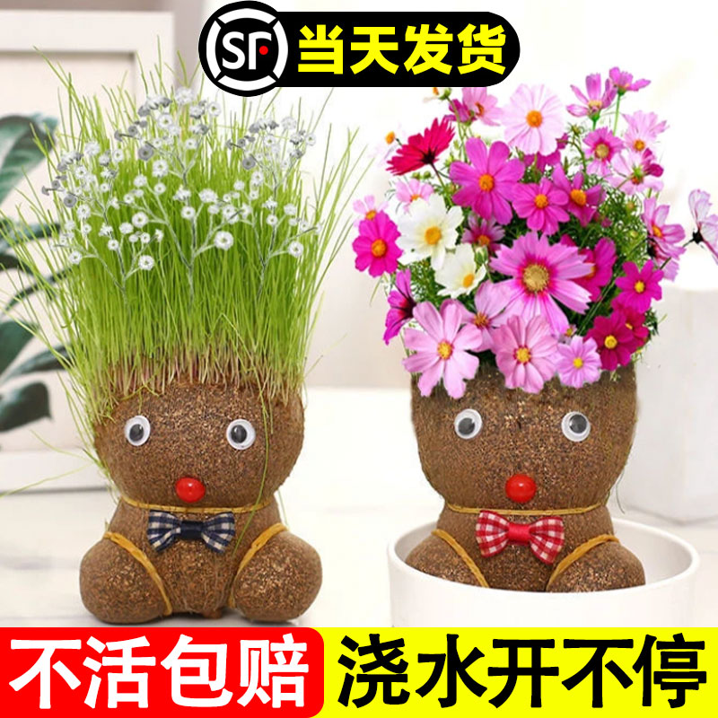 速发长草娃娃草头开儿小盆栽种植室迷桌面花童创意内你植物水培好