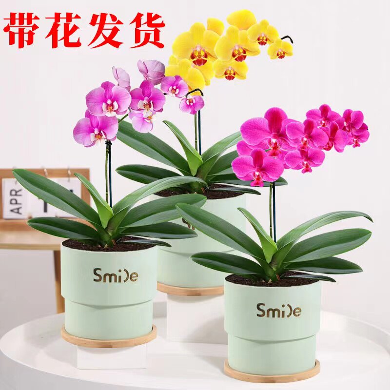 速发蝴蝶兰盆栽带花发货绿内桌面季四开花易活花苗室植好养小盆景
