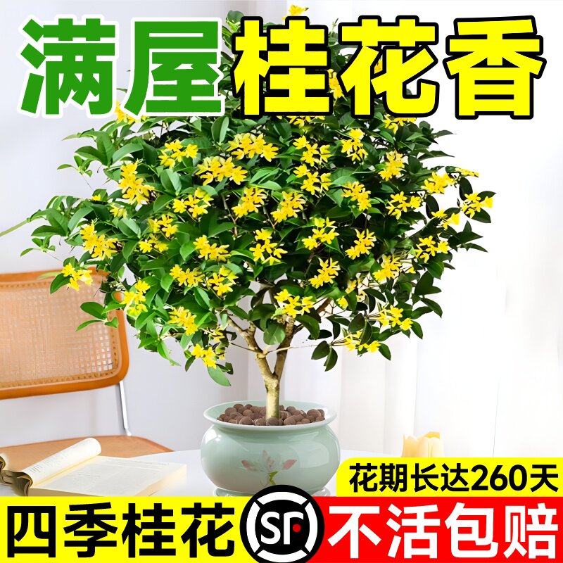 速发苗花四季桂花卉室内盆栽八月桂花桂金桂大树庭花浓香开院种植