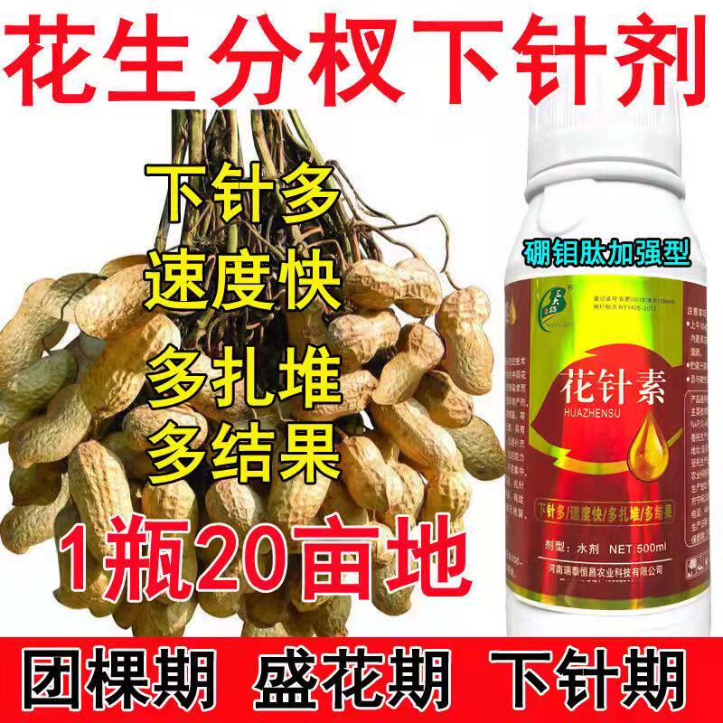 速发花生分杈下针杈花生高产分剂多开花多座果多籽粒饱满窝窝多高