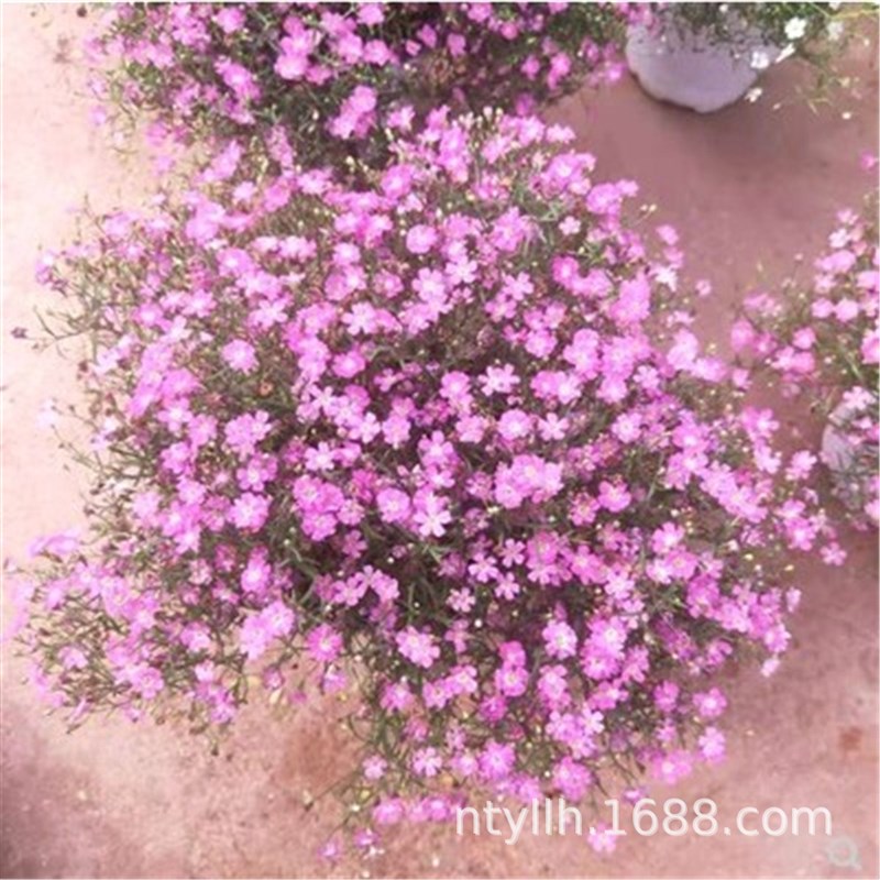 速发婚纱满天星发苗盆栽带花花四赛开花小叶季满天星台庭院植物