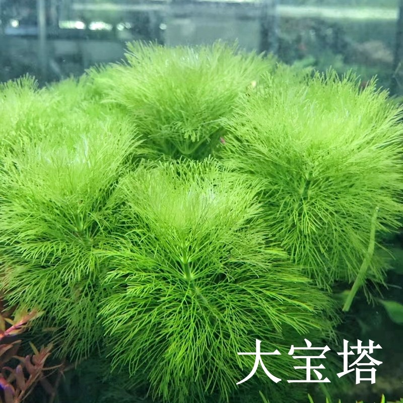 速发大水塔二性水草无需阴氧化碳鱼缸草缸装饰造景中后景宝草