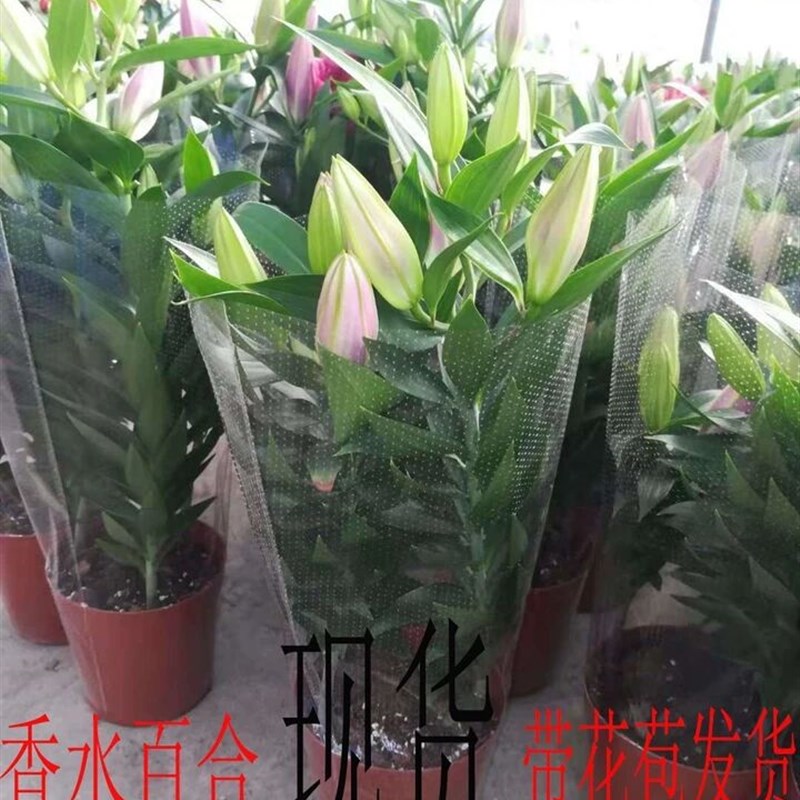 速发大盆百合盆花栽植物办公室带花苞四季易种活庭院台花卉盆景
