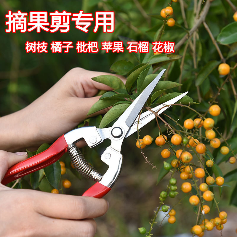 速发剪林修枝园树果刀稀果打薄花卉强力剪葡萄蔬菜摘果剪子采摘器