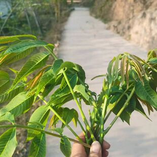 核桃叶 新鲜核桃叶现采 青核桃叶子清香无污染一斤包邮散装
