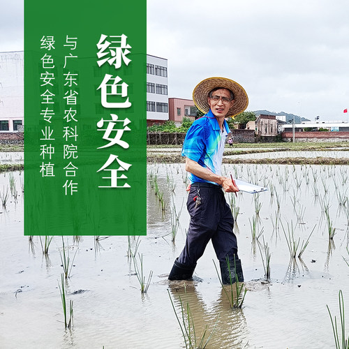 亲兄弟海陵珍珠马蹄名校产地直销