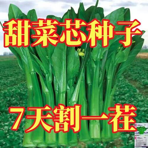四季甜脆菜心种子20天速生甜菜心菜苔籽四季种耐热耐高温蔬菜种子
