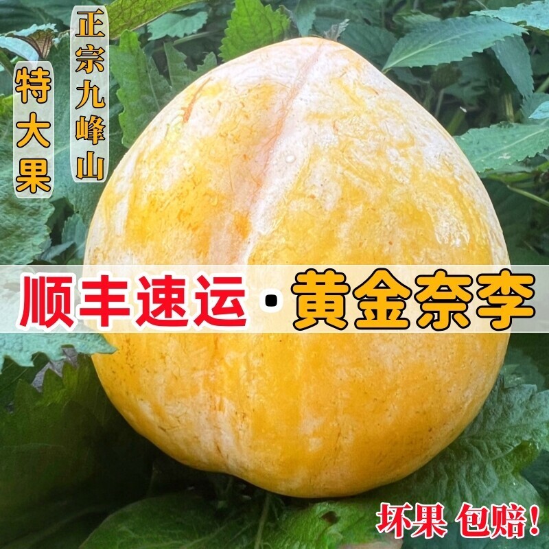 乐昌九峰山黄金奈李孕妇水果恐龙蛋新鲜采摘网红吃甜蜂糖李子