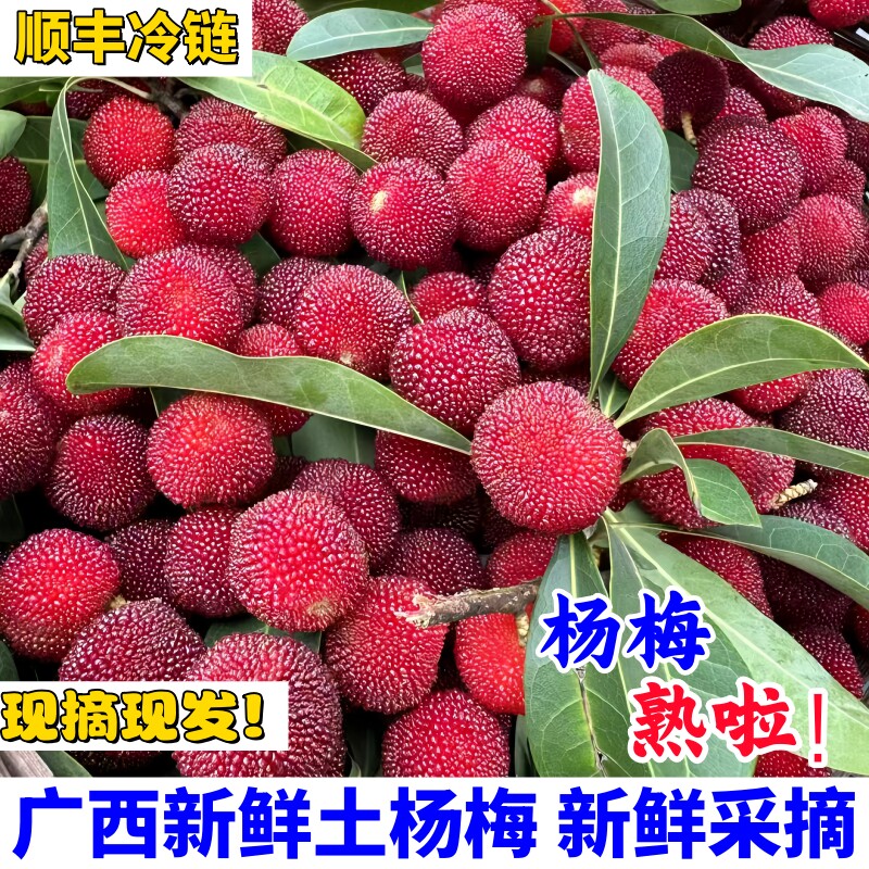 广西新鲜土杨梅现摘酸甜杨梅当季孕妇水果红杨梅农家自种顺丰冷链