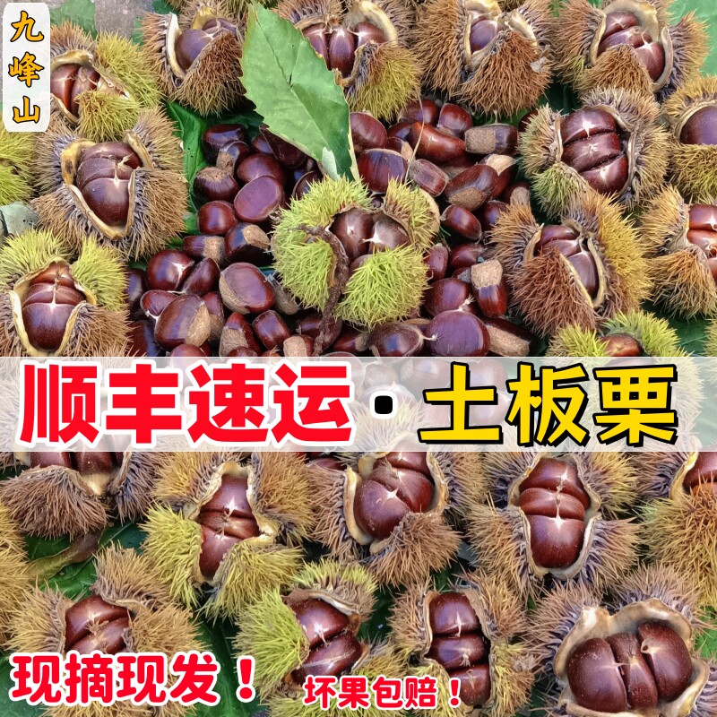 九峰山新鲜土板栗可生吃毛栗子