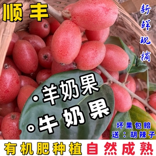 云南羊奶果新鲜现摘甜牛奶果当季网红胡颓子孕妇酸甜可口水果