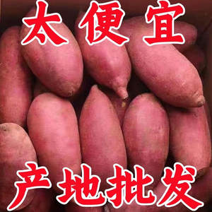 新鲜蜜薯5斤，糖心地瓜软糯