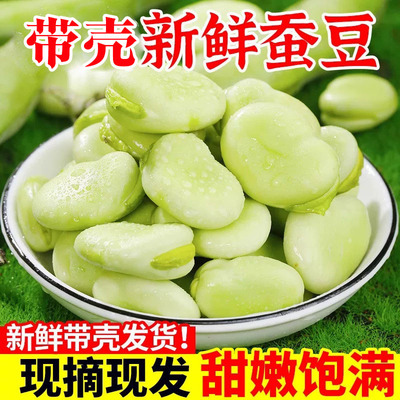 现摘新鲜带壳蚕豆云南农家罗汉豆兰花胡豆佛青豆荚蔬菜当季整箱