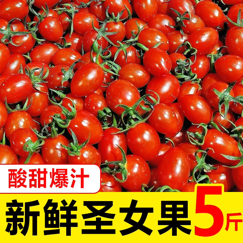 新鲜圣女果可做冰糖葫芦糖炒小番茄宝宝水果当季柿子小西红柿