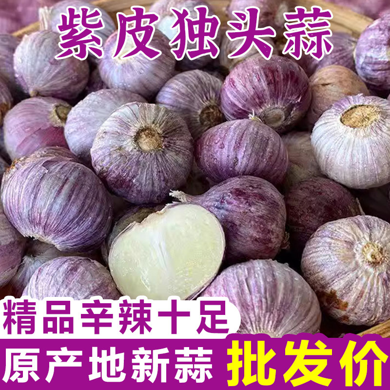 云南蒜特大独头蒜紫皮大蒜独头果王大蒜头红皮蒜独蒜大果紫皮蒜