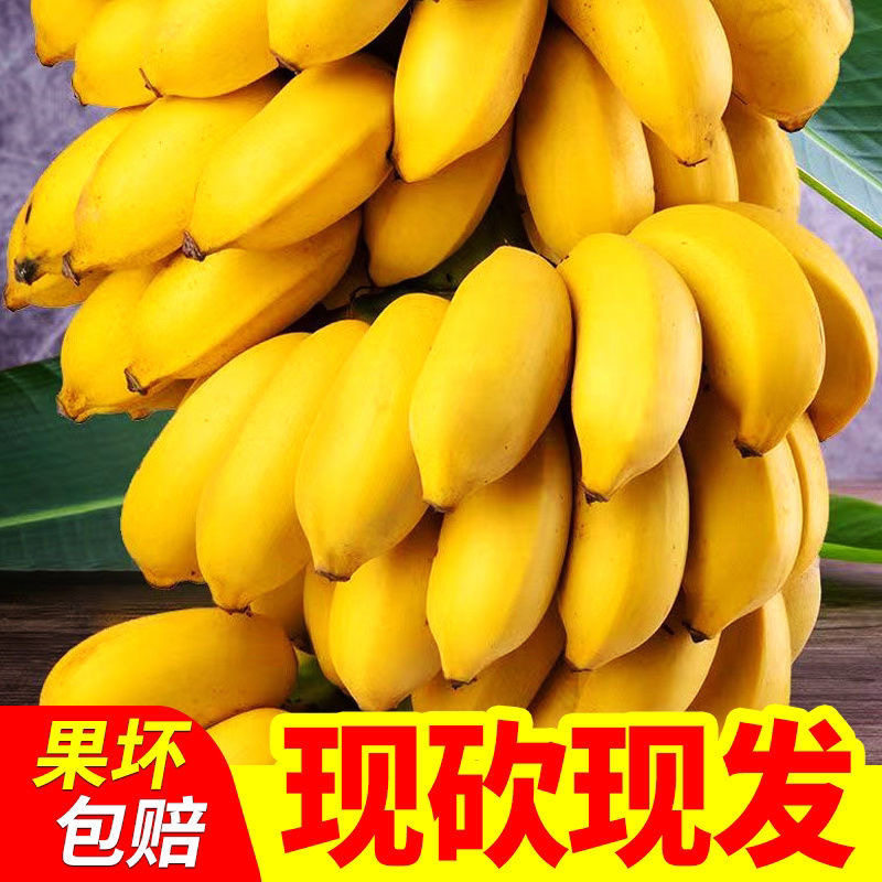 广西小米蕉香蕉新鲜10斤水果当季整箱苹果蕉小香蕉芭蕉自然熟包邮