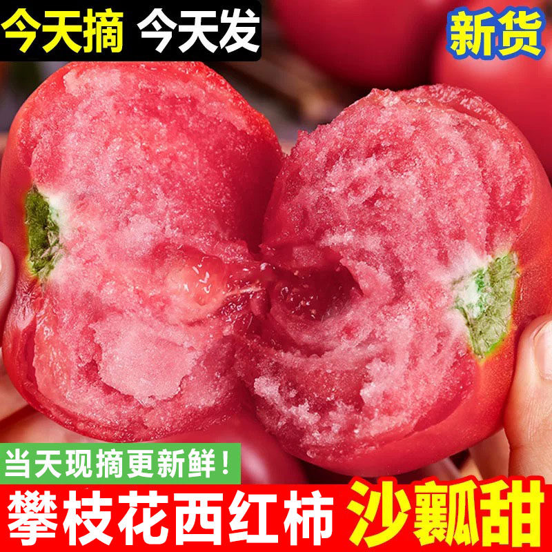 攀枝花沙瓤西红柿新鲜9斤自然熟高山露天种植农家蔬菜老品种番茄