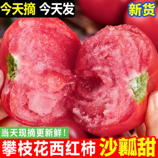 攀枝花沙瓤西红柿新鲜9斤自然熟高山露天种植农家蔬菜老品种番茄