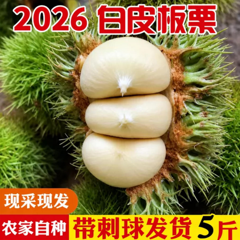 2026新上市带球嫩栗子白皮新鲜生板栗白壳毛栗子新货带刺毛球发货