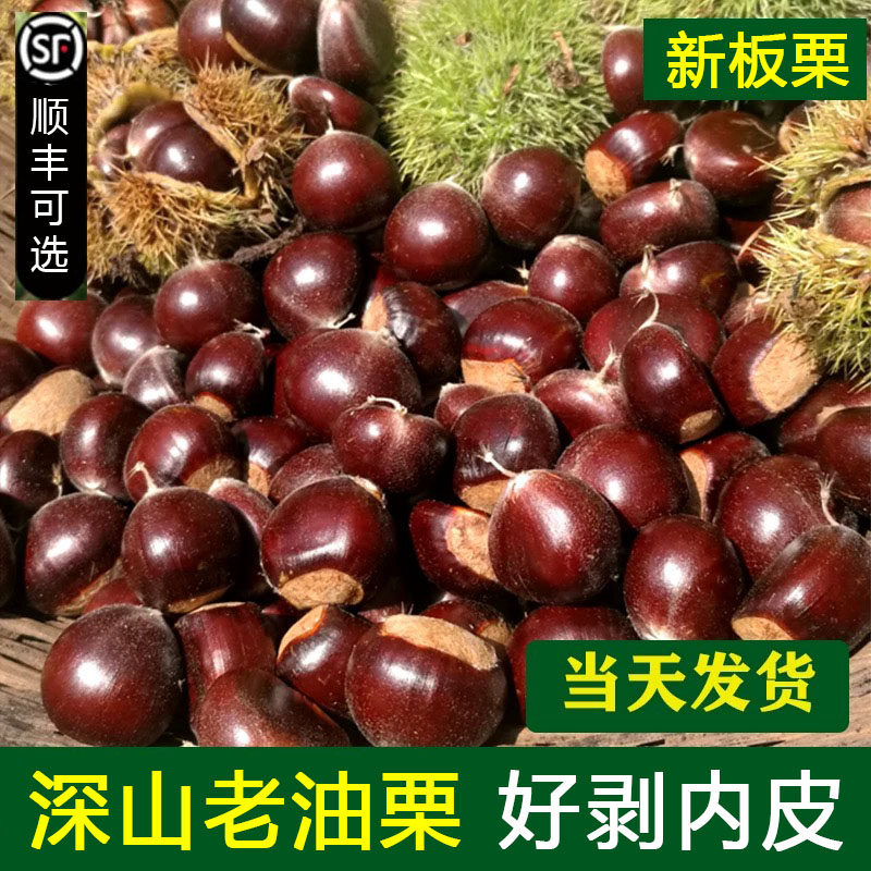 2026板栗生新鲜云南老树油栗子野生毛栗子迁西板栗野生锥毛栗子