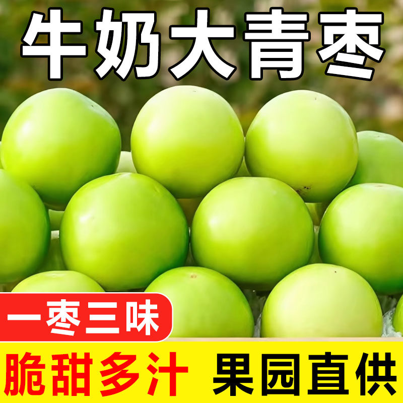 现货福建牛奶枣大青枣台湾贵妃牛奶蜜枣新鲜苹果脆甜冬枣子包邮