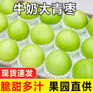 包邮 福建牛奶大青枣新鲜当季 现摘脆枣贵妃冬枣脆甜蜜枣农家水果