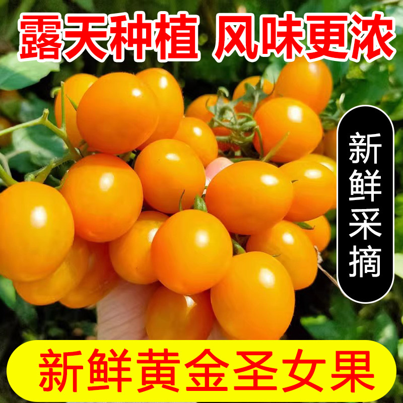 现摘现发福建黄金圣女果新鲜玲珑樱桃小番茄水果黄色西红柿农家种