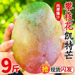 四川攀枝花凯特芒果应当季新鲜水果大芒果青皮芒果包邮攀枝花芒果