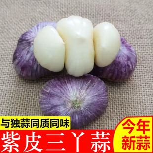 云南农家紫皮大蒜三丫蒜大果新鲜大蒜头三瓣蒜非独头蒜蔬菜包邮