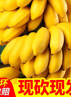 广西小米蕉10斤新鲜水果包邮现摘小香芭蕉苹果蕉甜香蕉整箱自然熟