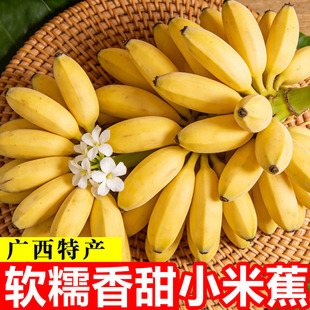 包邮 正宗广西小米蕉香蕉10斤新鲜水果整箱当季 鲜苹果蕉自然熟粉蕉