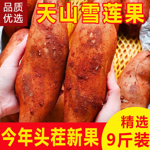 现货新果！雪莲果云南天山黄肉雪莲果新鲜水果脆甜多汁9斤包邮5