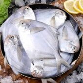 鲜活速冻银鲳鱼海捕野生鲳鱼冷冻特大鲳鱼平鱼白鲳鱼鳊鱼海鲜水产