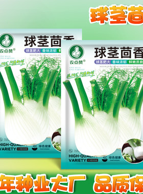 水果球茎茴香种子野生怀香子种籽回香阳台庭院蔬菜香菜丝刺梦籽种