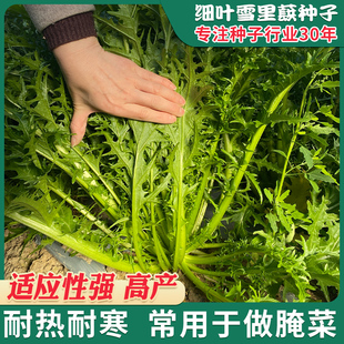 细叶雪里红菜种籽四季酸菜咸菜腌菜雪菜安徽雪里蕻菜种籽青菜种子