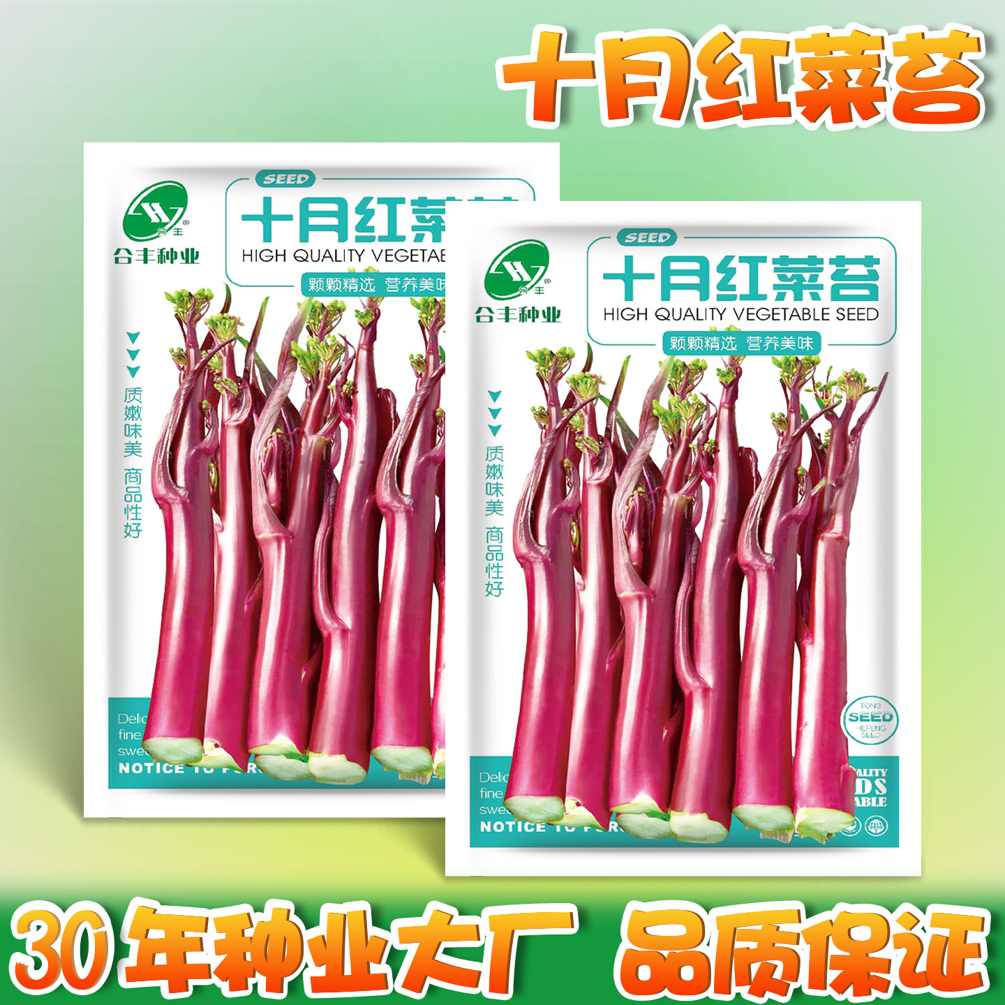 十月红广东菜苔种子菜心籽种早熟紫菜苔四九菜心种子老品种大股子