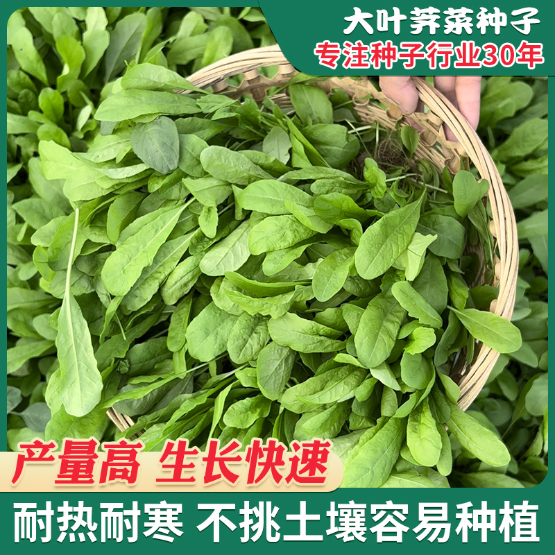 秋冬野生荠菜种籽荠菜野菜籽大叶荠菜种子山东地菜荠菜籽蔬菜种孑