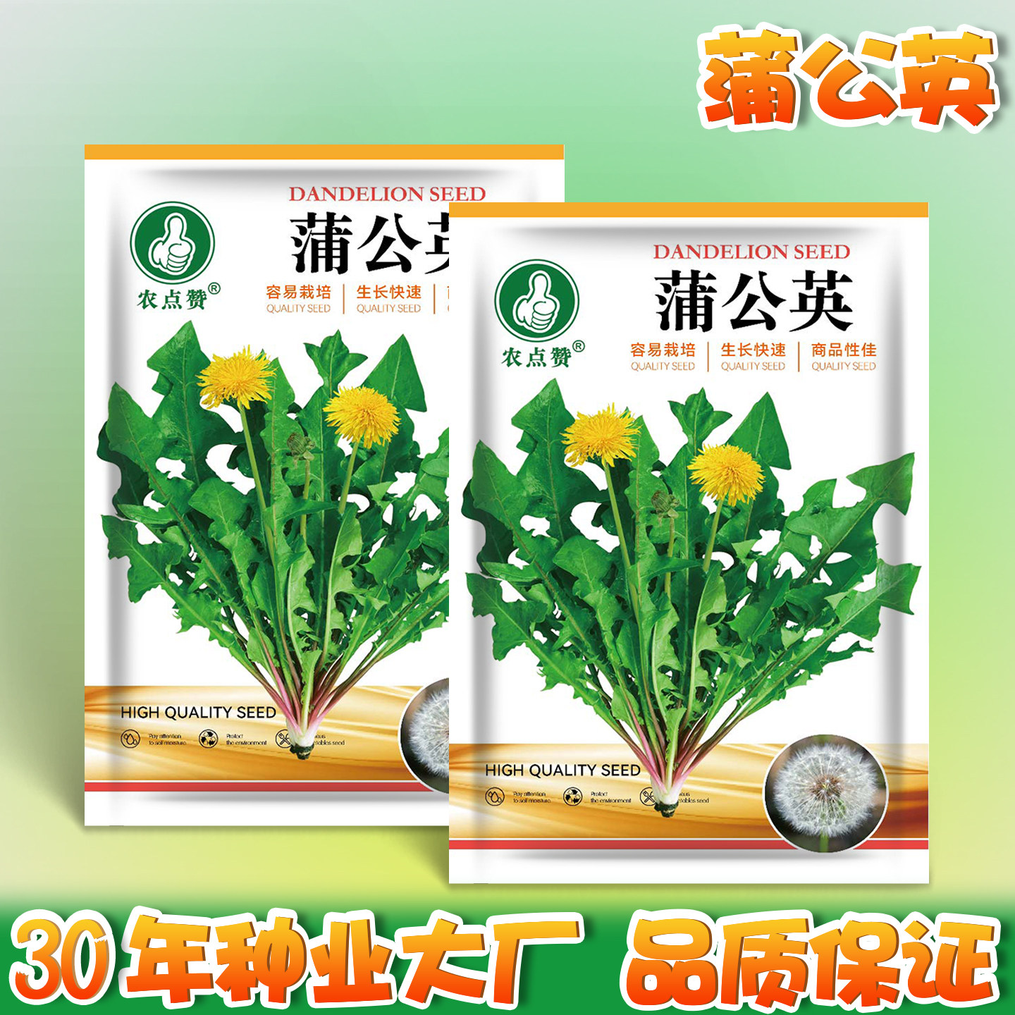 蒲公英种子的种籽苗秧婆婆丁种植蔬菜种子/种苗