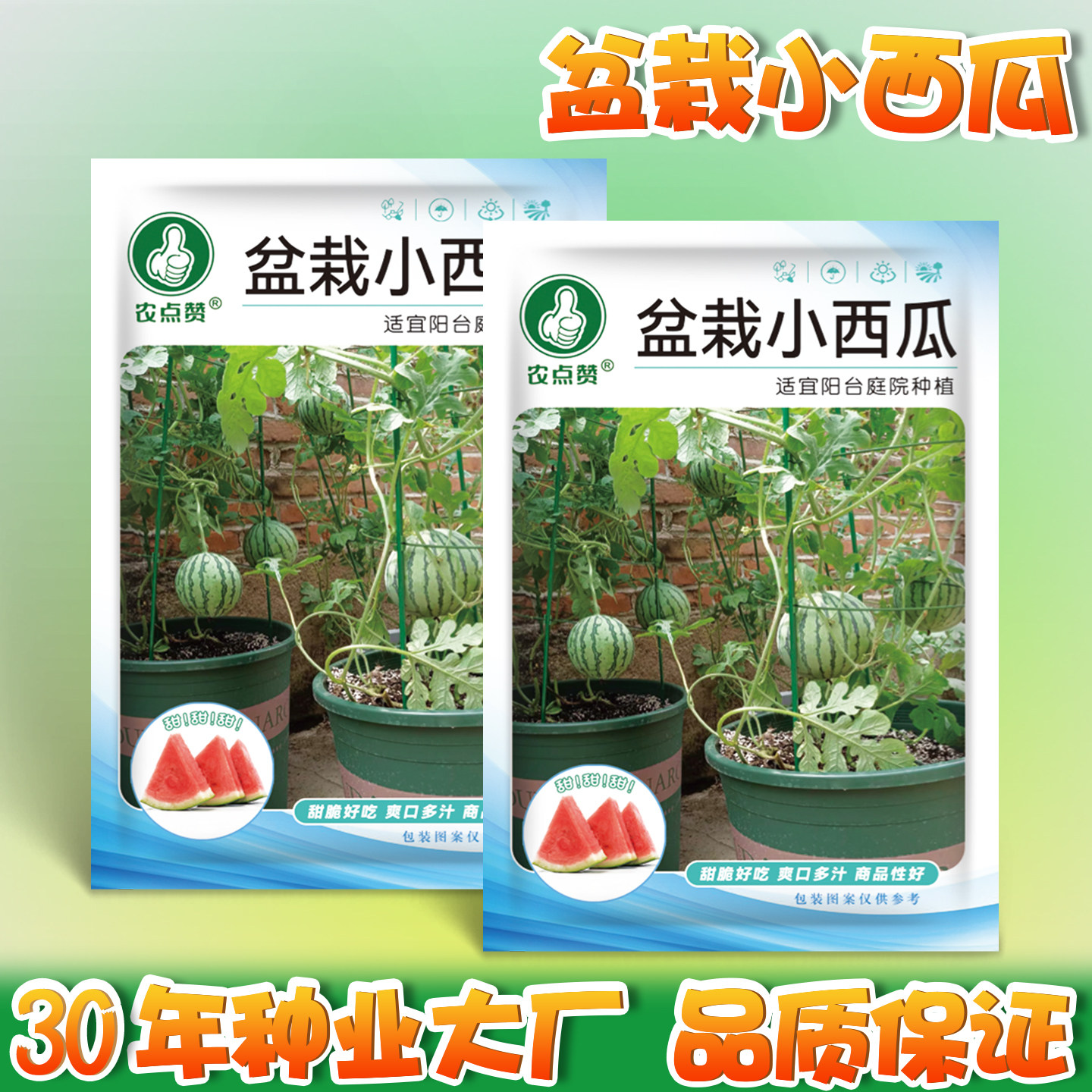 盆栽小西瓜种子迷你西瓜种籽阳台水果种子四季播种基地种植礼品瓜