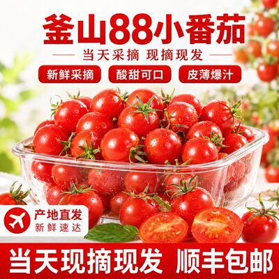 釜山88小番茄圣女果超甜千禧樱桃小西红柿生吃新鲜水果玲珑蕃茄纯