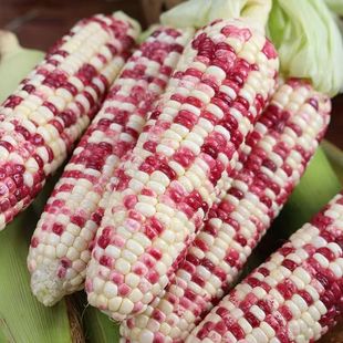 新鲜七彩花糯玉米应季农家现摘甜糯玉米蔬菜带皮整箱现摘现发现发
