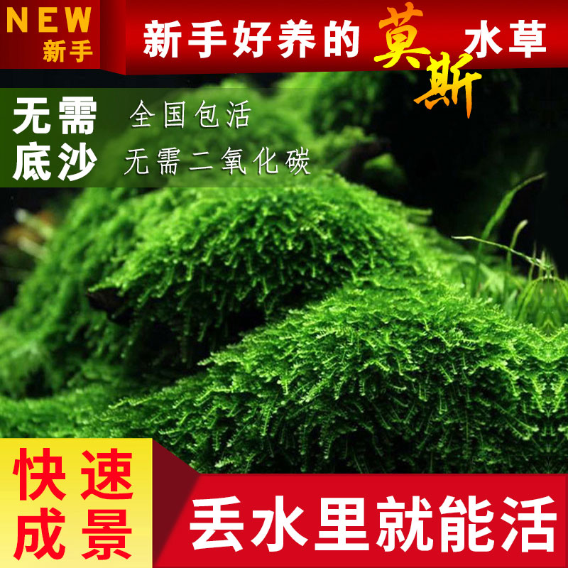 鱼缸造景专用莫斯水草植物慕斯片散装莫丝树球沉木大三角垂泪美凤