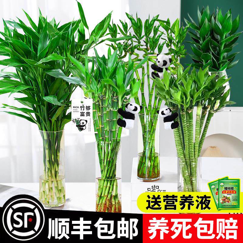 富贵竹水培植物室内客厅转运竹龙竹观音竹办公室桌面绿植盆栽四季